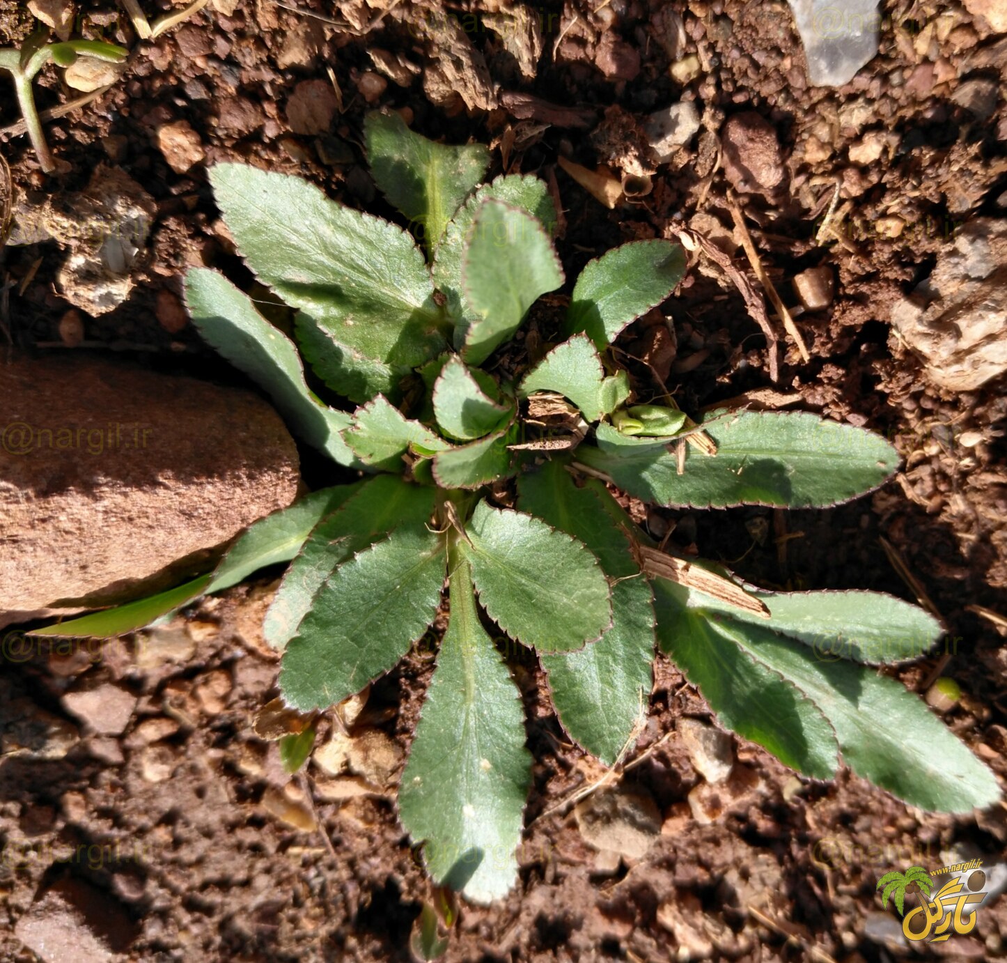  Falcaria vulgaris